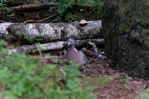 DSCF4219.JPG