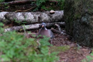DSCF4220.JPG