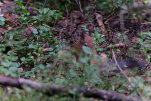 DSCF4249.JPG