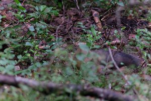 DSCF4251.JPG