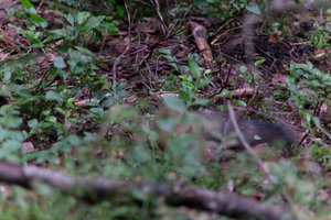 DSCF4253.JPG