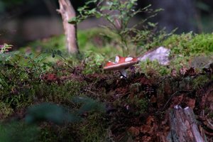DSCF4365.JPG