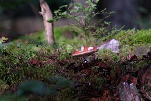 DSCF4366.JPG