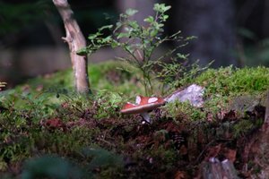 DSCF4371.JPG