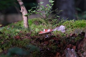 DSCF4374.JPG