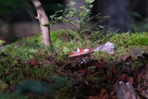 DSCF4375.JPG