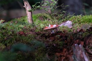 DSCF4378.JPG