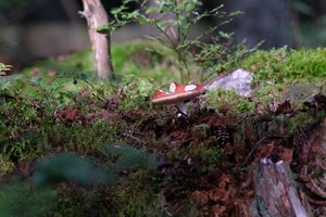 DSCF4382.JPG