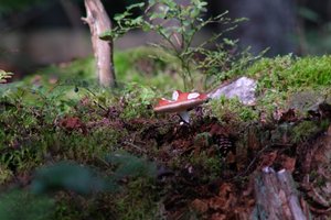 DSCF4383.JPG