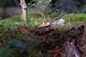 DSCF4384.JPG