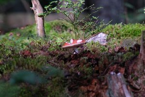 DSCF4388.JPG