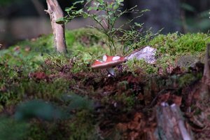 DSCF4389.JPG
