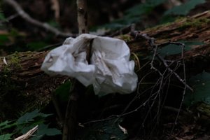 DSCF4423.JPG