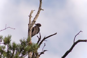 DSCF4431.JPG