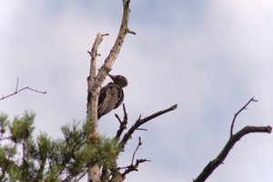 DSCF4432.JPG
