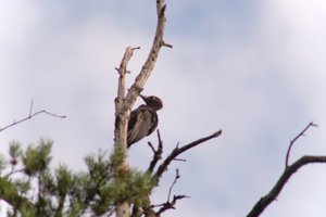 DSCF4434.JPG