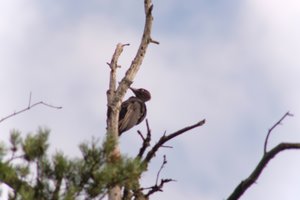 DSCF4435.JPG