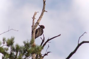 DSCF4436.JPG