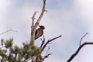 DSCF4437.JPG