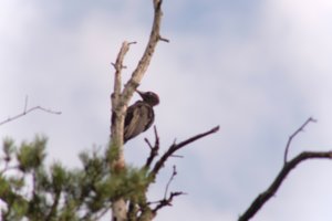 DSCF4438.JPG