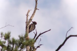 DSCF4440.JPG