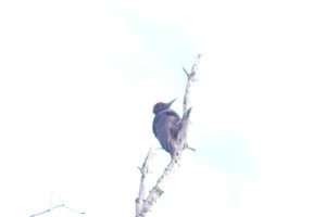 DSCF4442.JPG