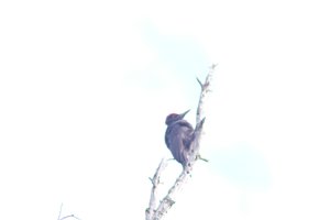 DSCF4443.JPG