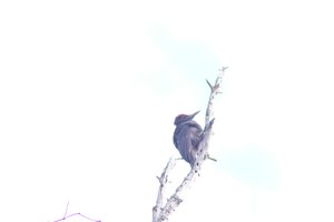 DSCF4445.JPG