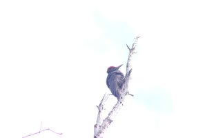 DSCF4446.JPG