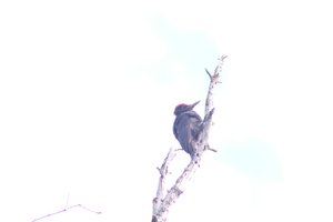DSCF4447.JPG