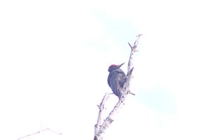 DSCF4448.JPG