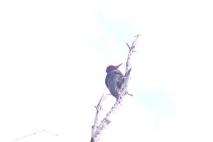 DSCF4449.JPG