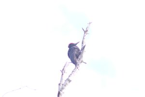 DSCF4450.JPG