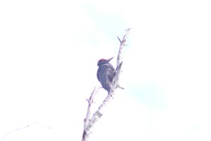 DSCF4451.JPG