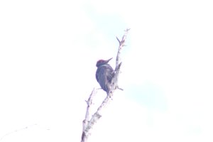 DSCF4452.JPG