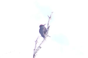 DSCF4453.JPG