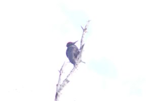 DSCF4454.JPG
