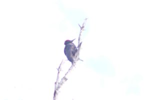 DSCF4455.JPG