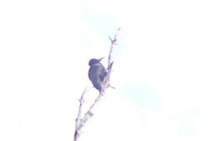 DSCF4456.JPG