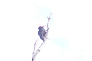 DSCF4457.JPG