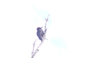DSCF4458.JPG