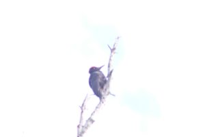 DSCF4459.JPG