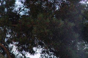 DSCF4629.JPG