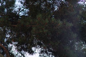 DSCF4630.JPG