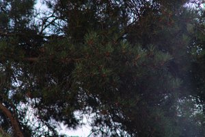 DSCF4631.JPG