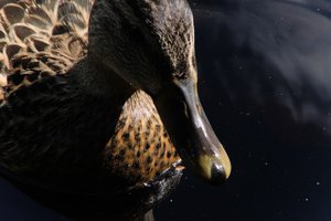 DSCF4776.JPG