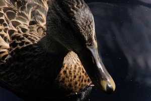 DSCF4777.JPG