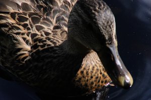 DSCF4780.JPG