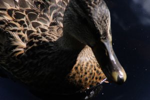 DSCF4781.JPG
