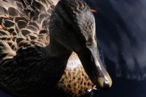 DSCF4783.JPG